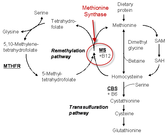 Methylation Inhibited By Candida s Toxin MTHFR Net