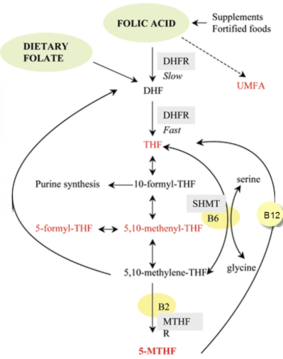 folic-acid-metabolism.png