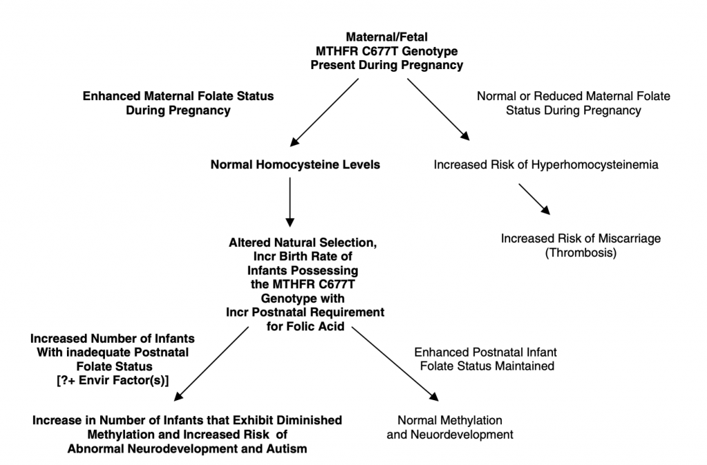 MTHFR, Folic acid and Autism