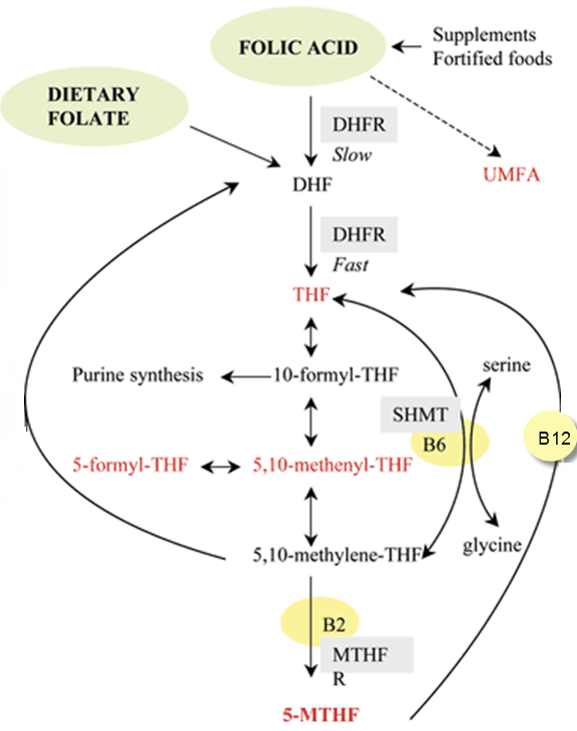 folicacidmetabolism